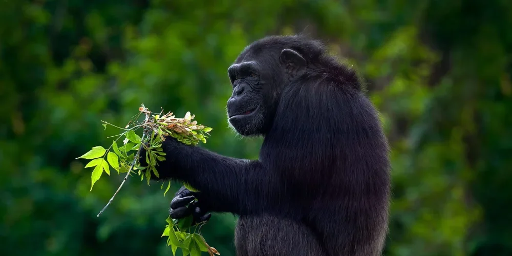 when-to-visit-uganda-1 when-to-visit-uganda-1